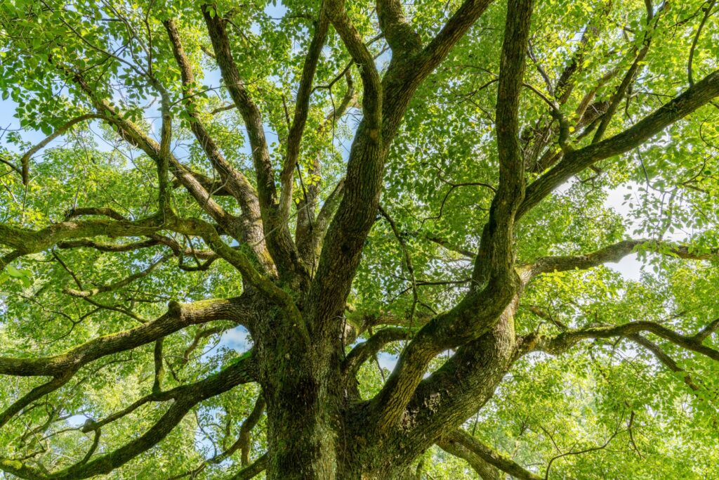 青空に向かって枝を大きく広げた新緑のクスノキの大木と木漏れ日